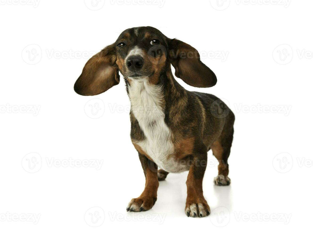 studio schot van een aanbiddelijk gemengd ras hond met lang oren op zoek grappig foto
