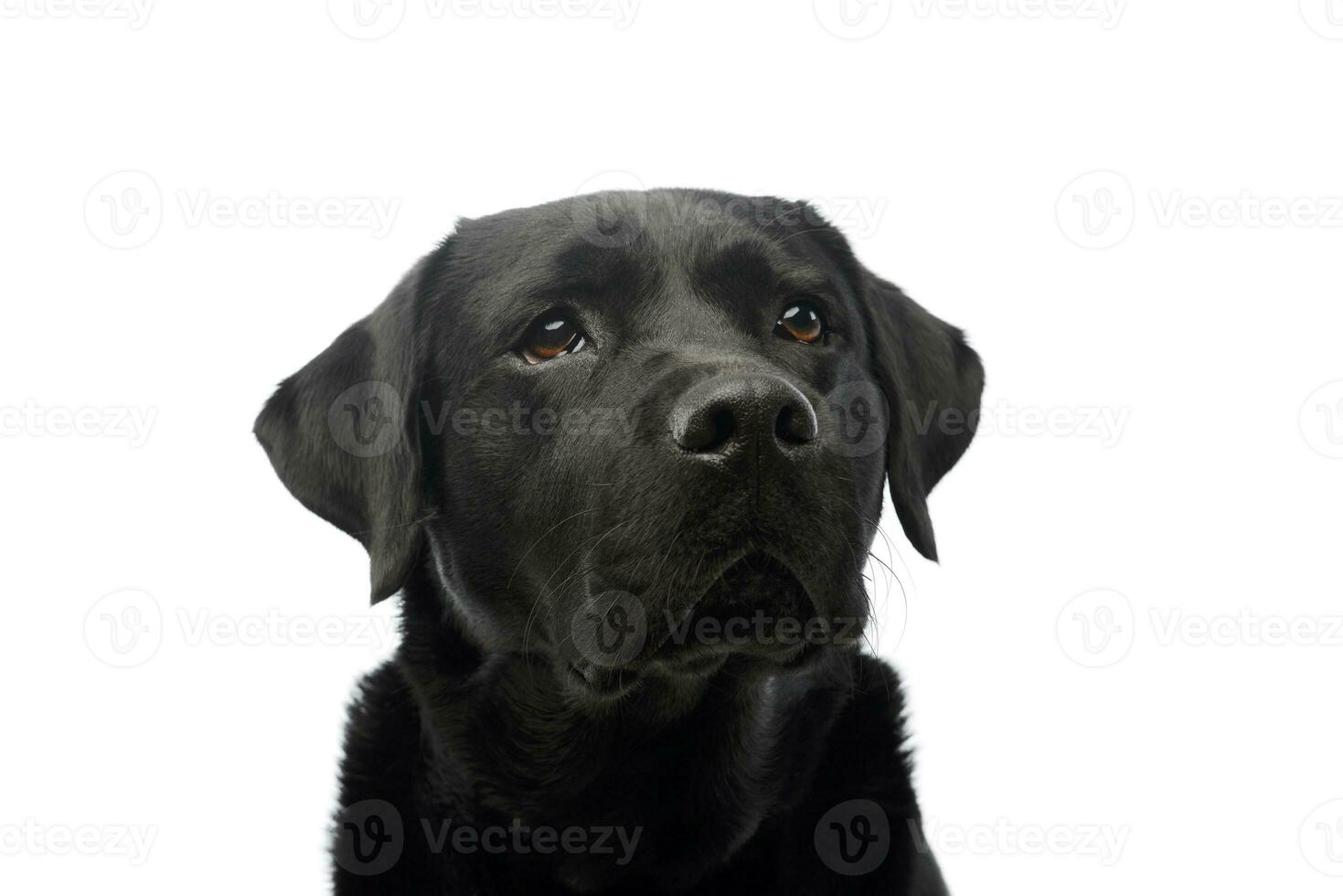 portret van een mooi labrador retriever foto