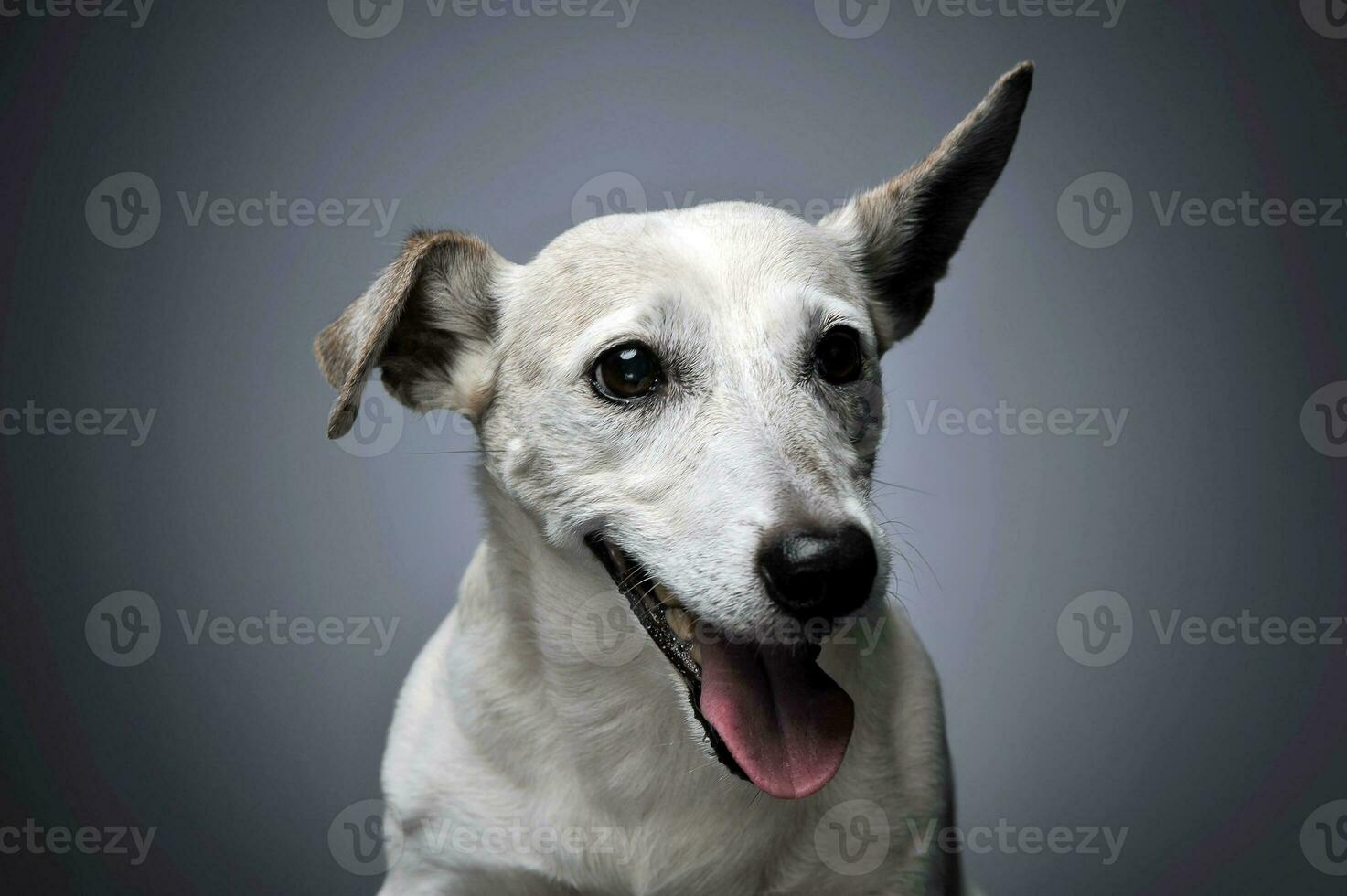 grappig oren wit hond portret in afgestudeerd achtergrond foto