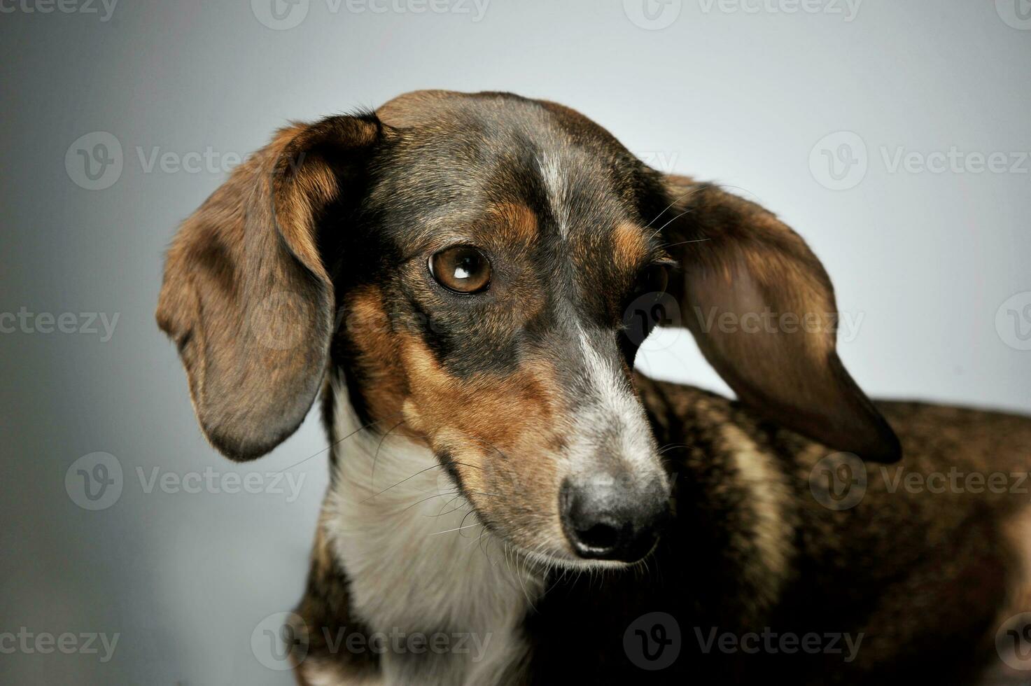 portret van een aanbiddelijk gemengd ras hond met lang oren op zoek verdrietig foto