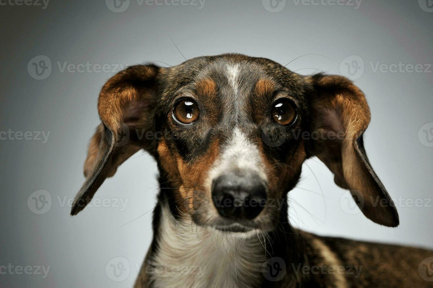 portret van een aanbiddelijk gemengd ras hond met lang oren op zoek merkwaardig Bij de camera foto