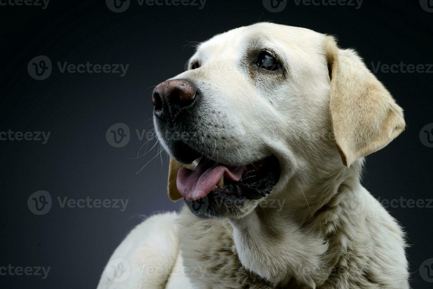 portret van een aanbiddelijk Blind labrador retriever foto