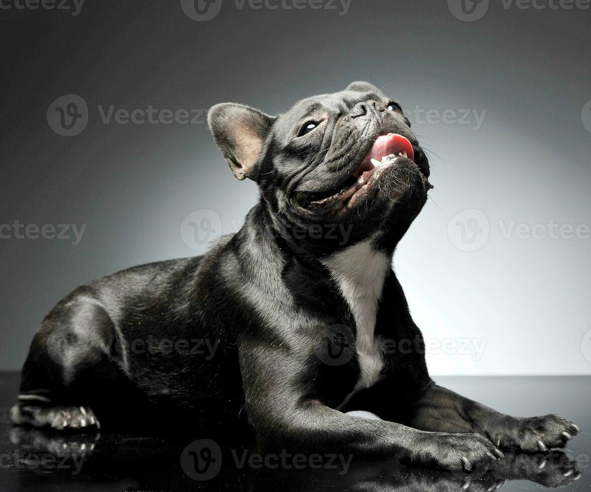 Frans bulldog op zoek omhoog in de grijs studio foto