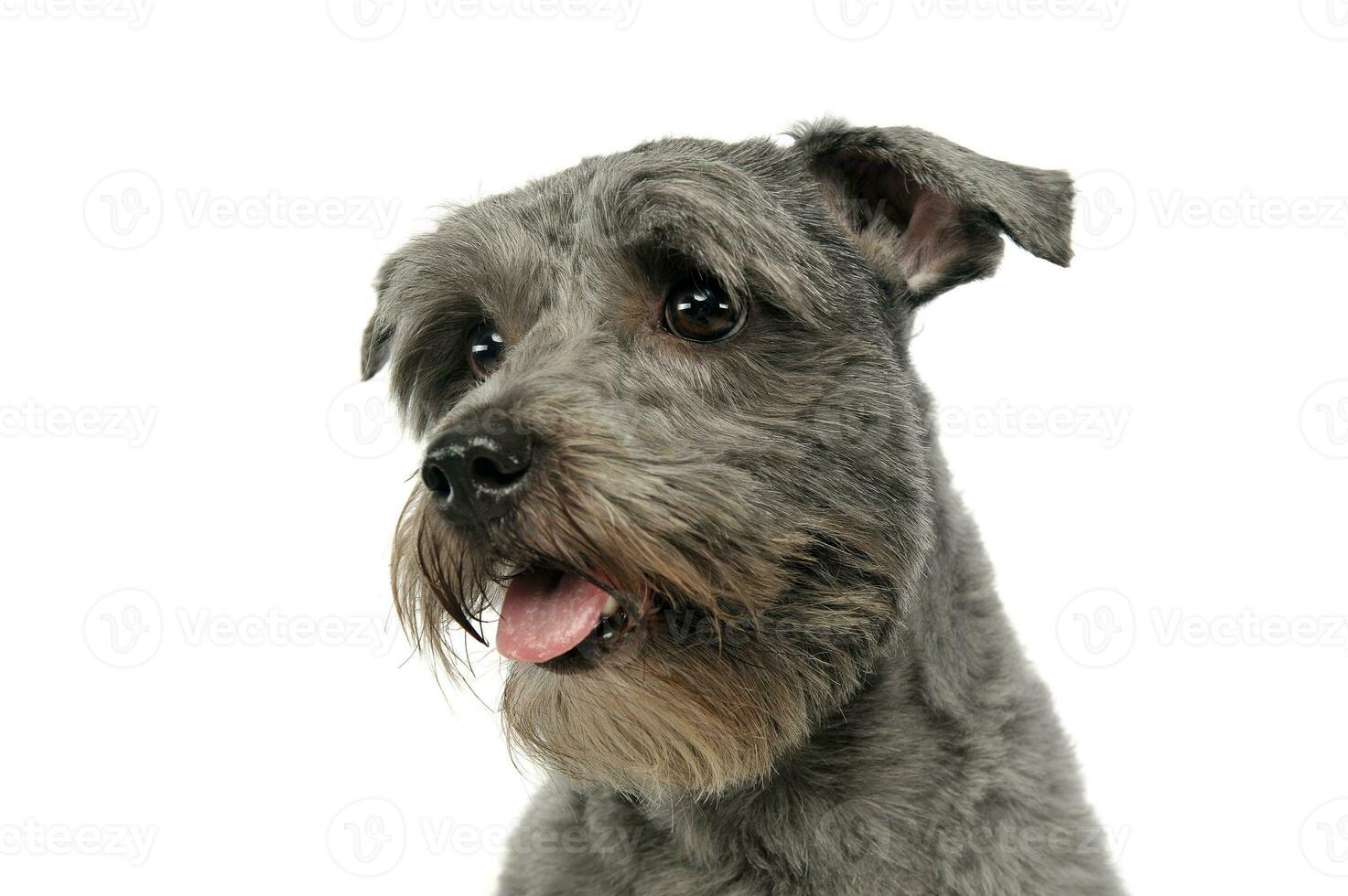 gemengd ras grijs schattig hond portret in een wit studio achtergrond foto