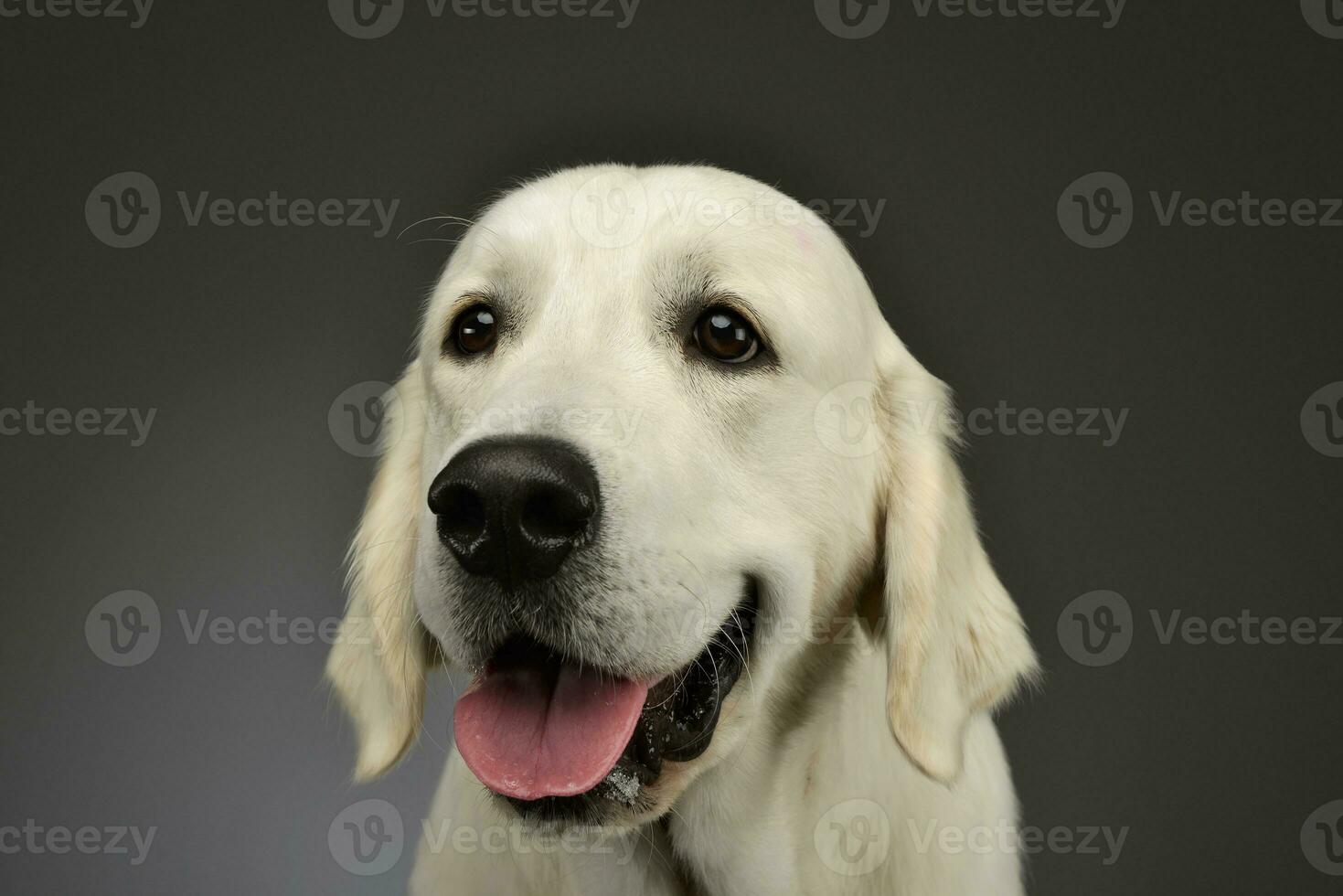 portret van een mooi gouden retriever puppy foto