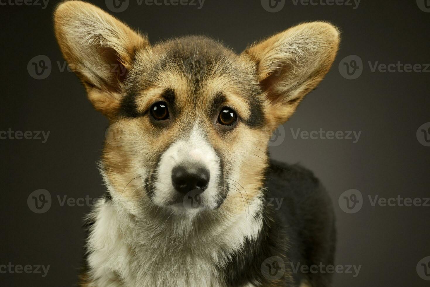 portret van een aanbiddelijk corgie foto