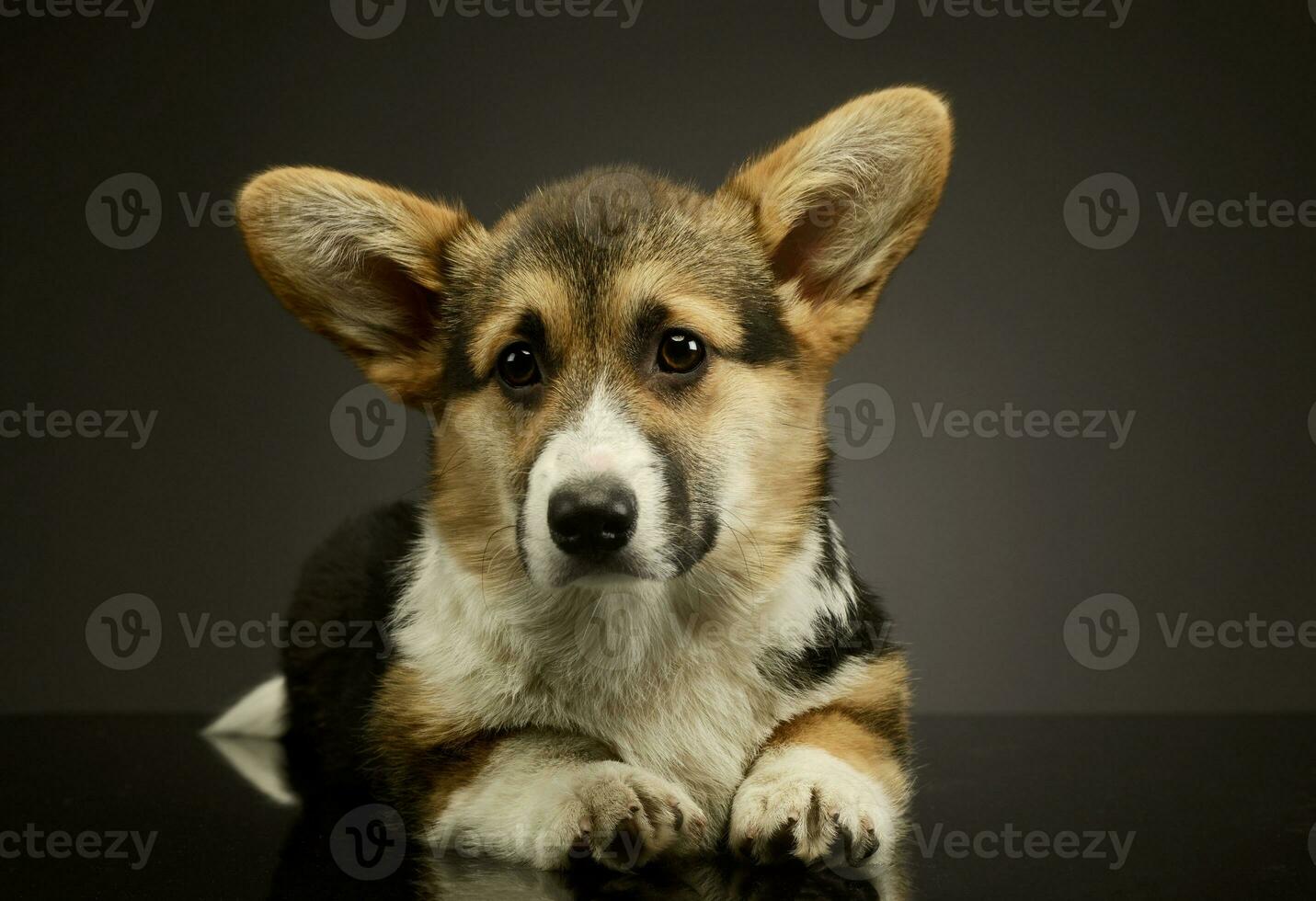 studio schot van een aanbiddelijk corgie foto