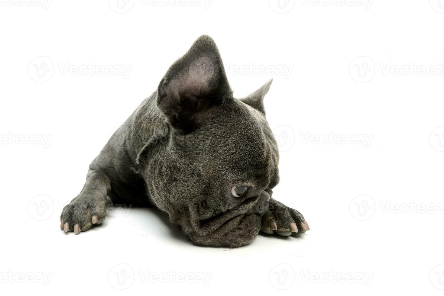 breed hoek schot van een aanbiddelijk Frans bulldog foto