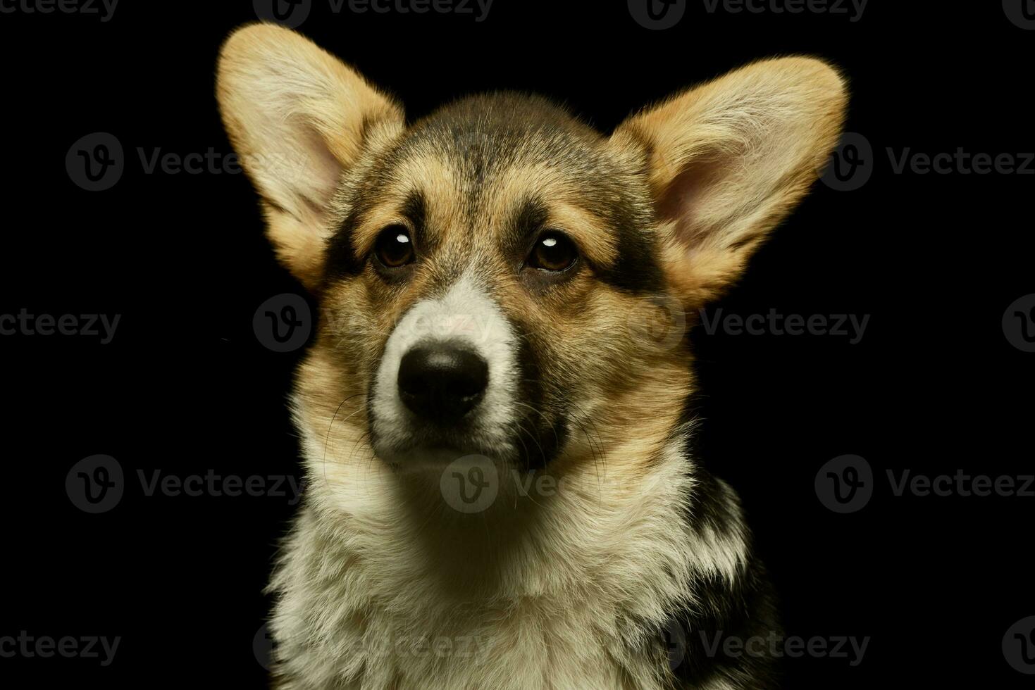 portret van een aanbiddelijk corgie foto