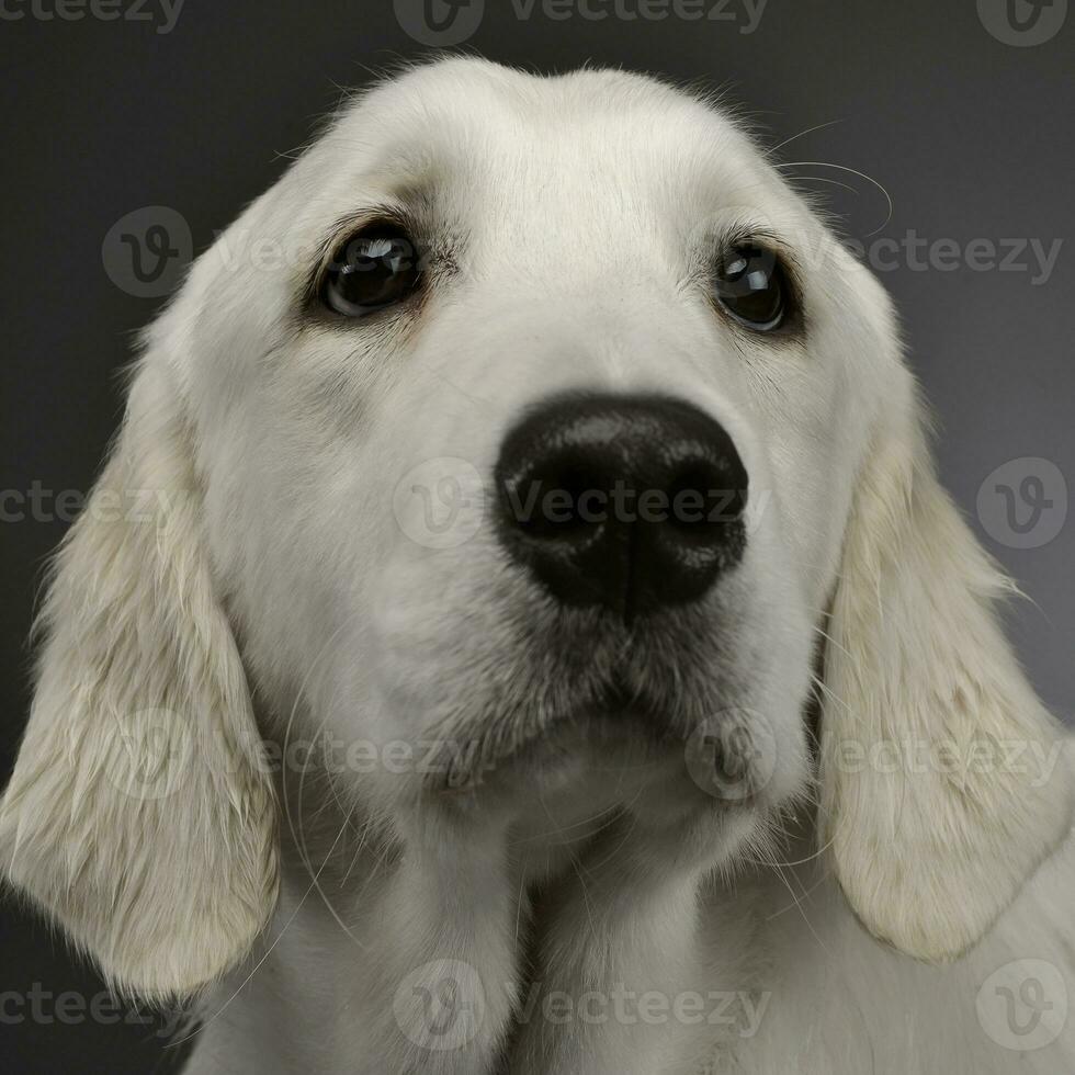 portret van een aanbiddelijk gouden retriever foto