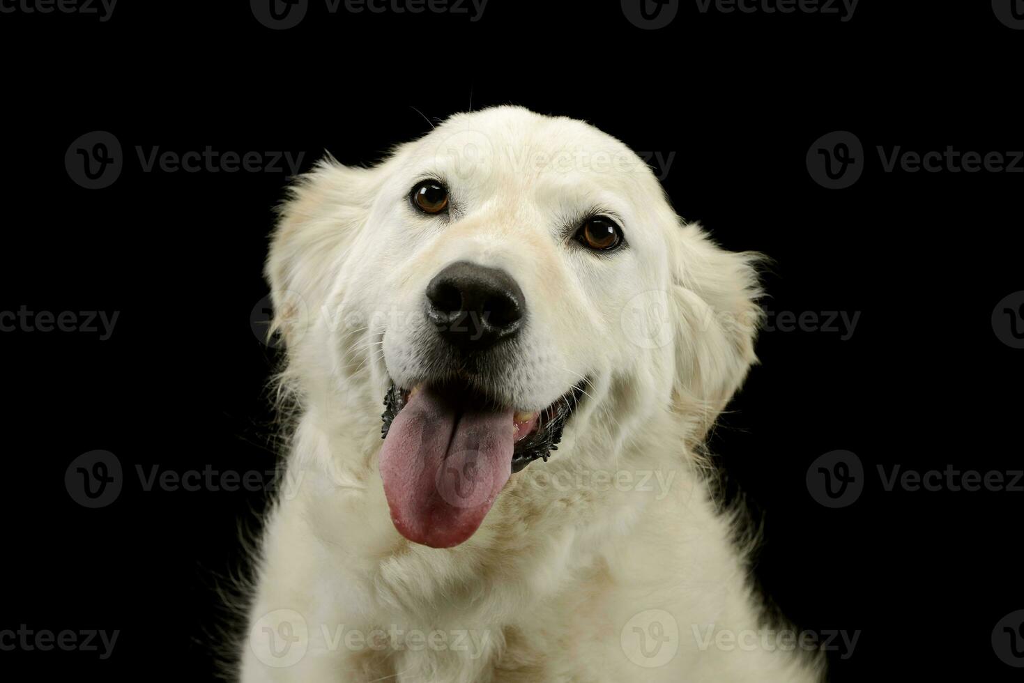 portret van een lief gouden retriever puppy foto