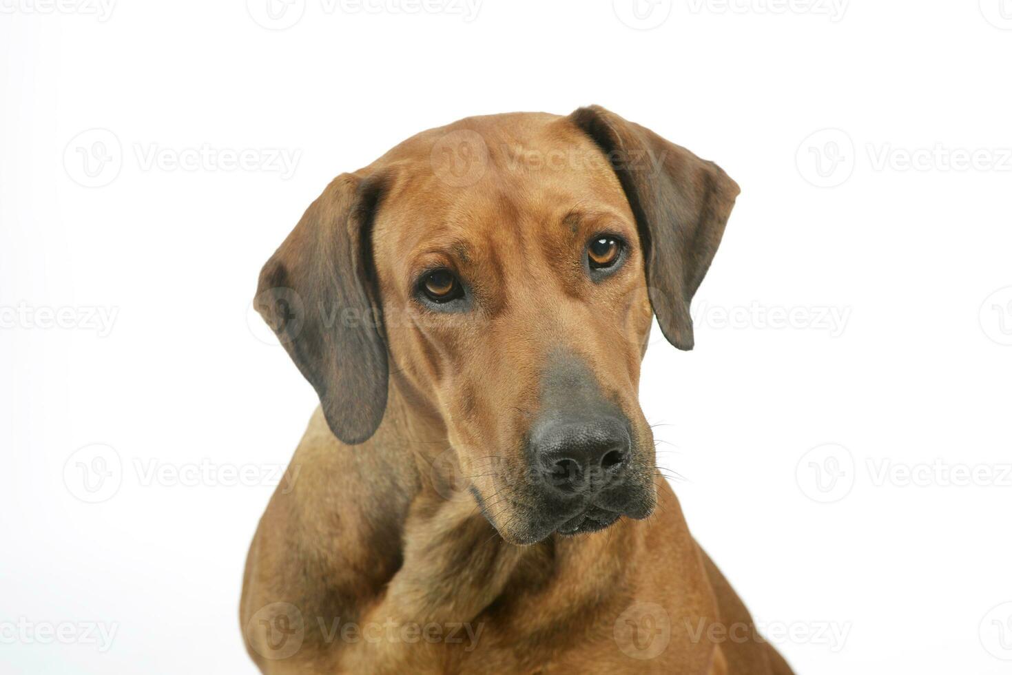 portret van een aanbiddelijk rhodesian ridgeback foto