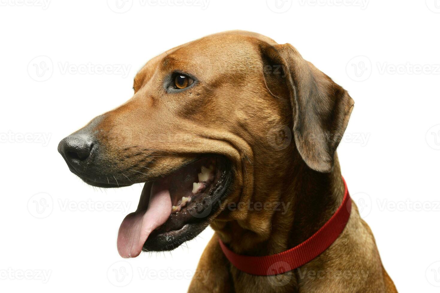 portret van een aanbiddelijk rhodesian ridgeback foto