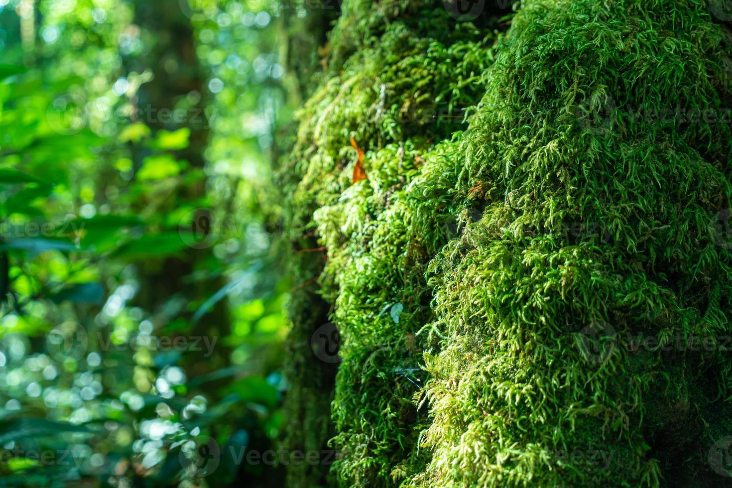 close-up groen mos op boom in het bos foto
