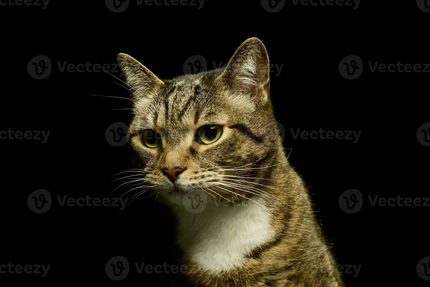 portret van een lief huiselijk kat foto
