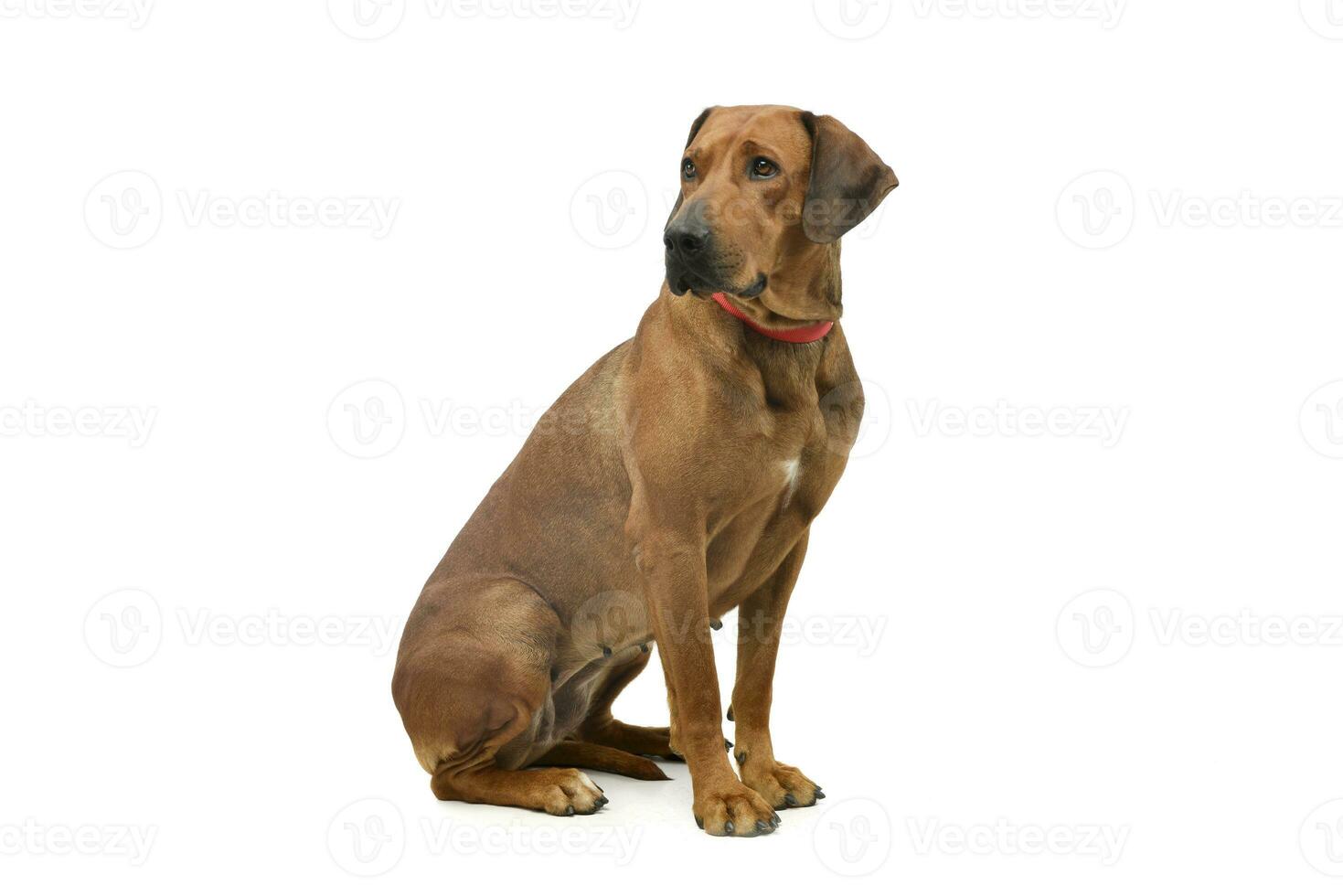 studio schot van een aanbiddelijk rhodesian ridgeback foto