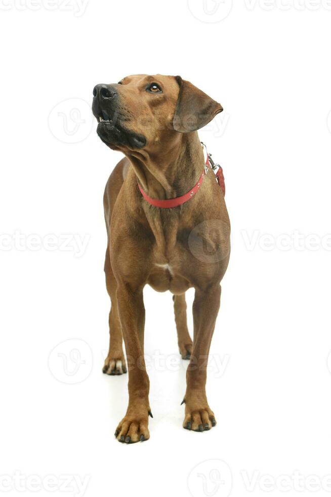 studio schot van een aanbiddelijk rhodesian ridgeback foto