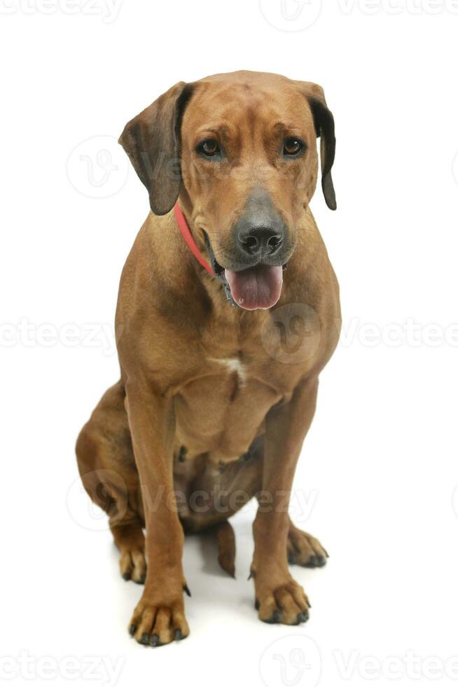 studio schot van een aanbiddelijk rhodesian ridgeback foto