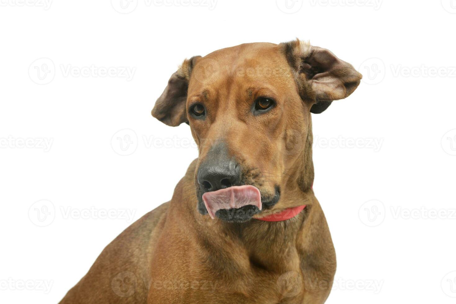 portret van een aanbiddelijk rhodesian ridgeback foto