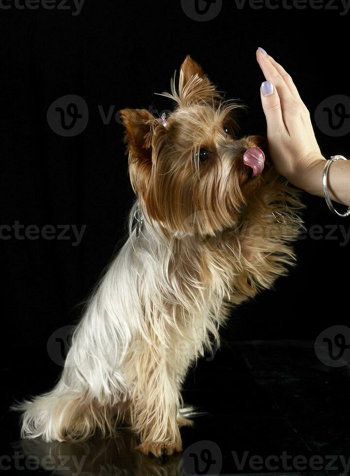 schattig yorkshire terriër geven een vijf in een zwart foto studio