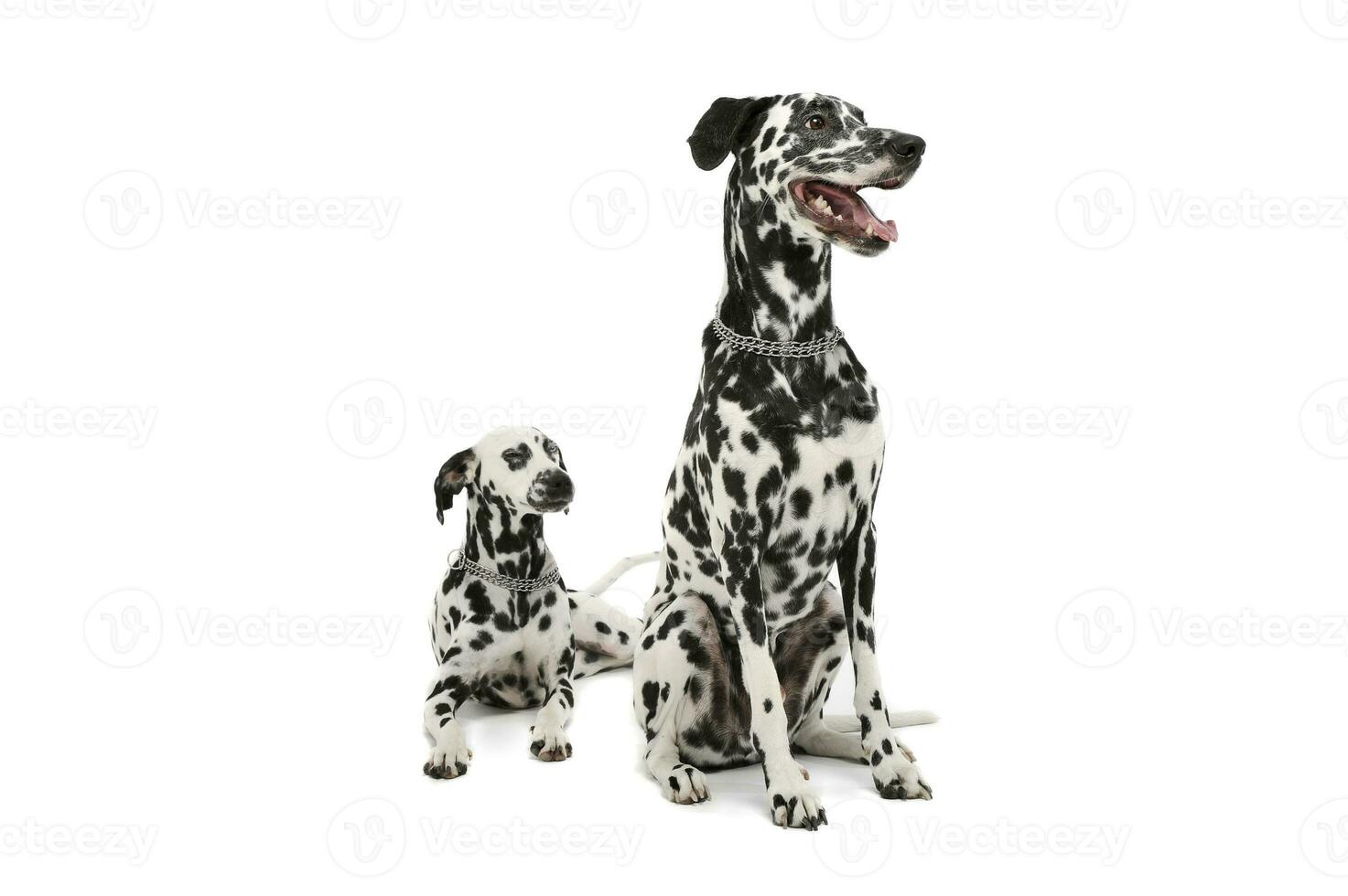studio schot van twee aanbiddelijk dalmatiër hond op zoek tevreden - geïsoleerd Aan wit achtergrond foto