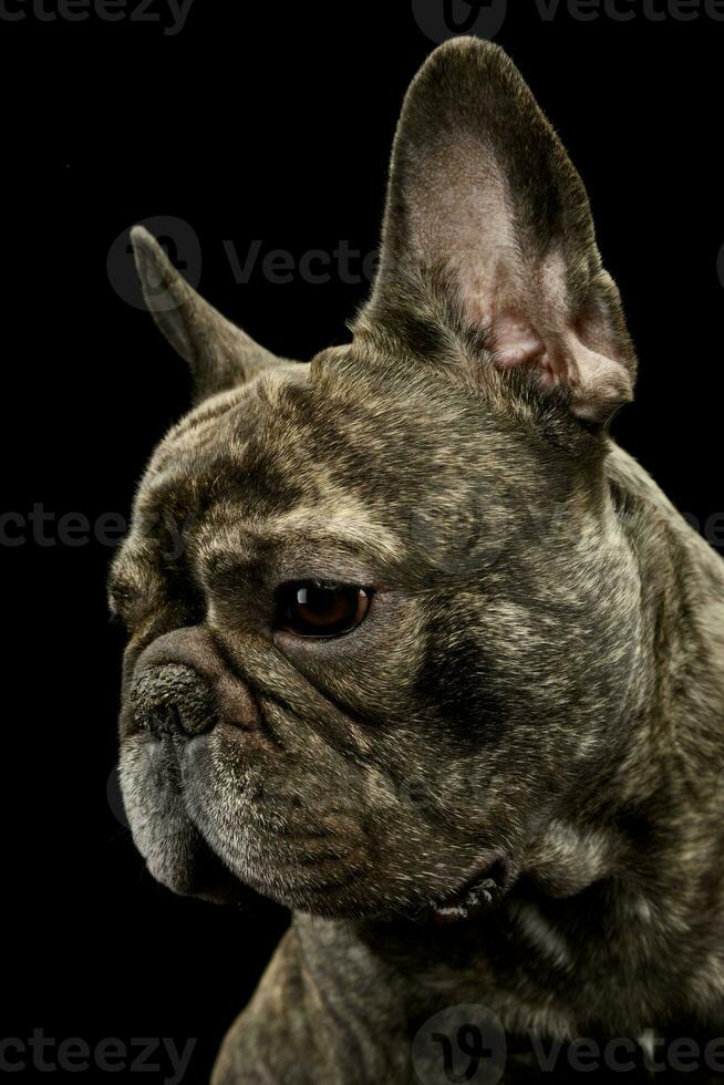 portret van een mooi Frans bulldog foto