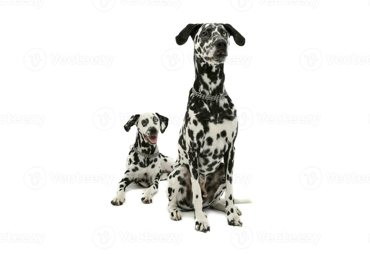 studio schot van twee aanbiddelijk dalmatiër hond op zoek merkwaardig - geïsoleerd Aan wit achtergrond foto