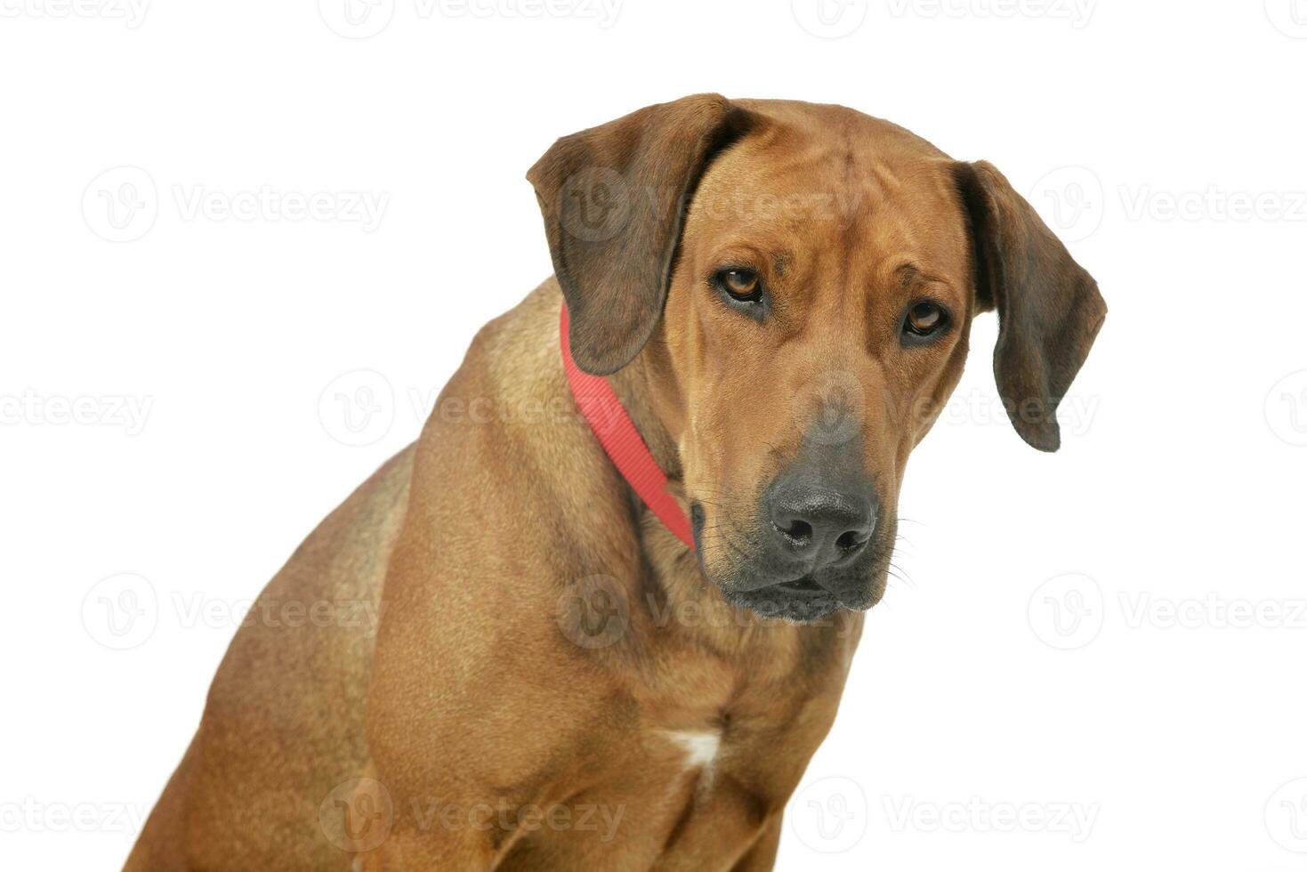 portret van een aanbiddelijk rhodesian ridgeback foto