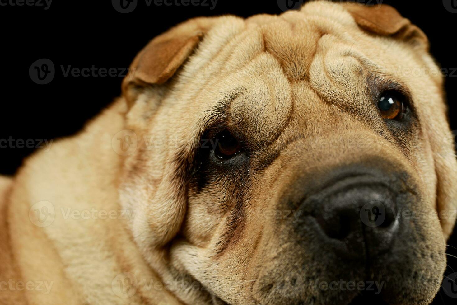 portret van een aanbiddelijk shar pei foto