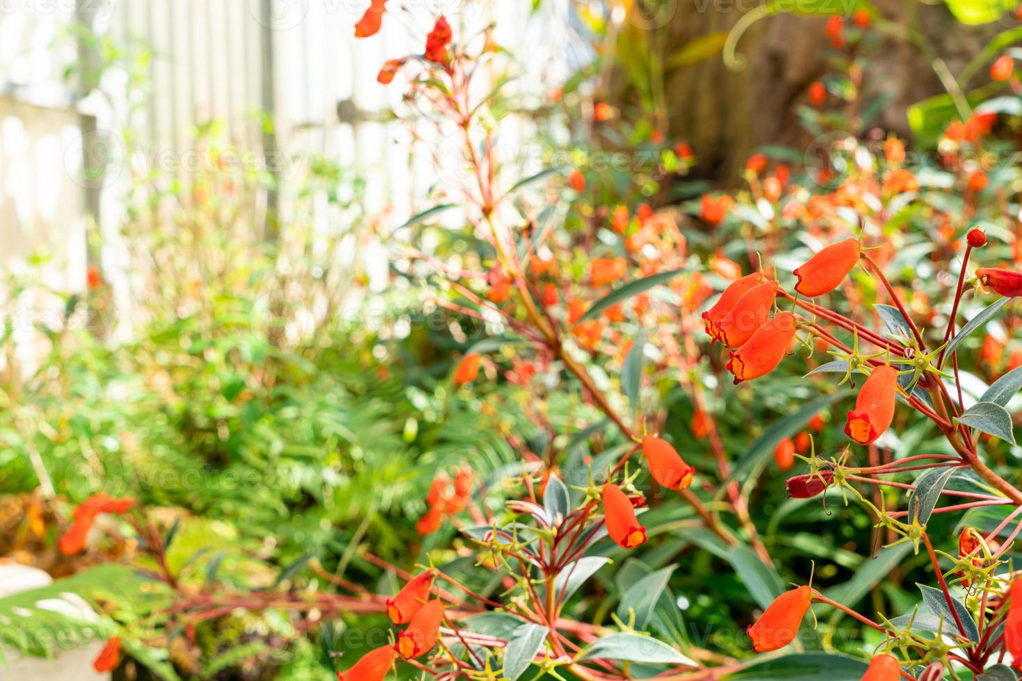 mooie bloemdecoratie in de huistuin foto