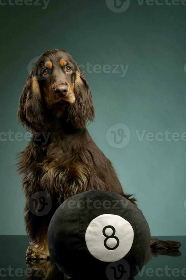 een aanbiddelijk Engels cocker spaniel zittend met een bal foto