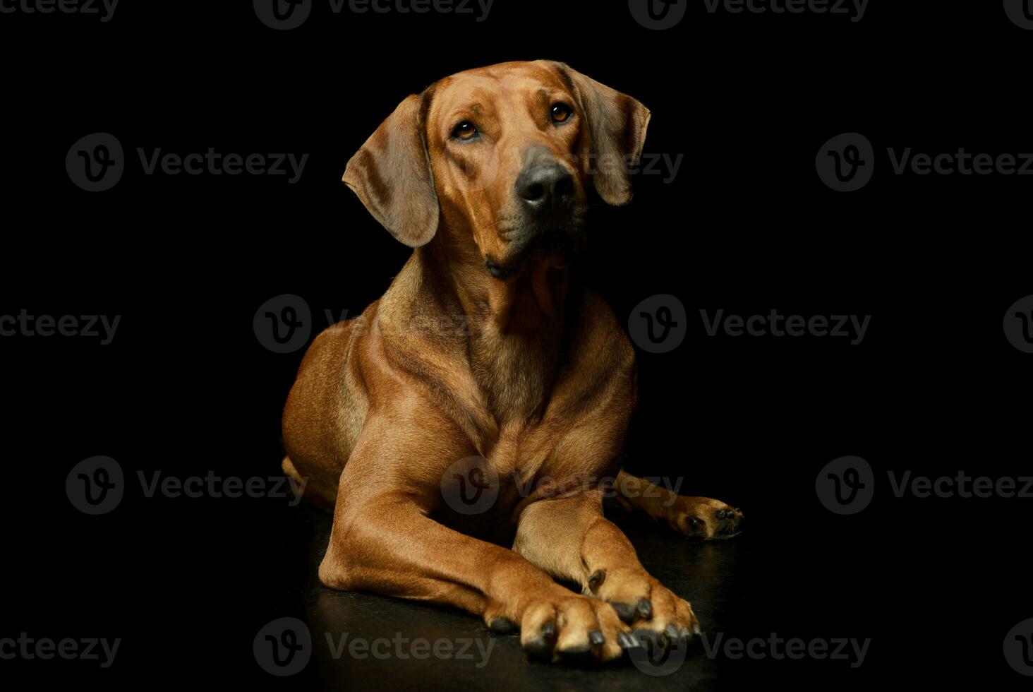 studio schot van een lief rhodesian ridgeback foto