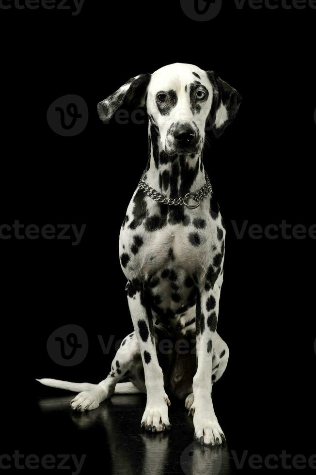 studio schot van een aanbiddelijk dalmatiër hond met verschillend gekleurde ogen zittend en op zoek merkwaardig Bij de camera foto