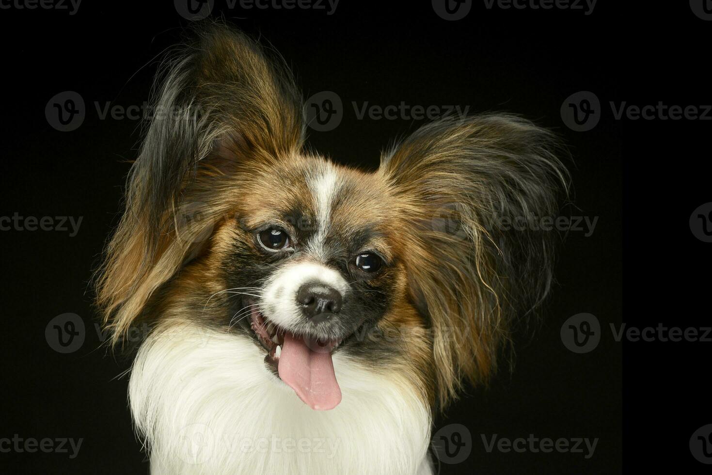 papillon in de zwart foto studio achtergrond