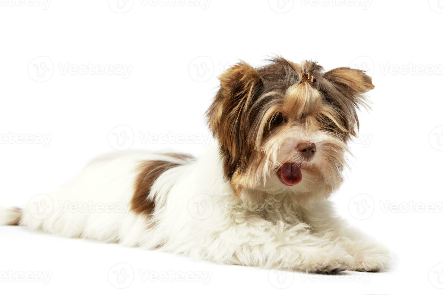 studio schot van een schattig biewer yorkshire terriër puppy foto