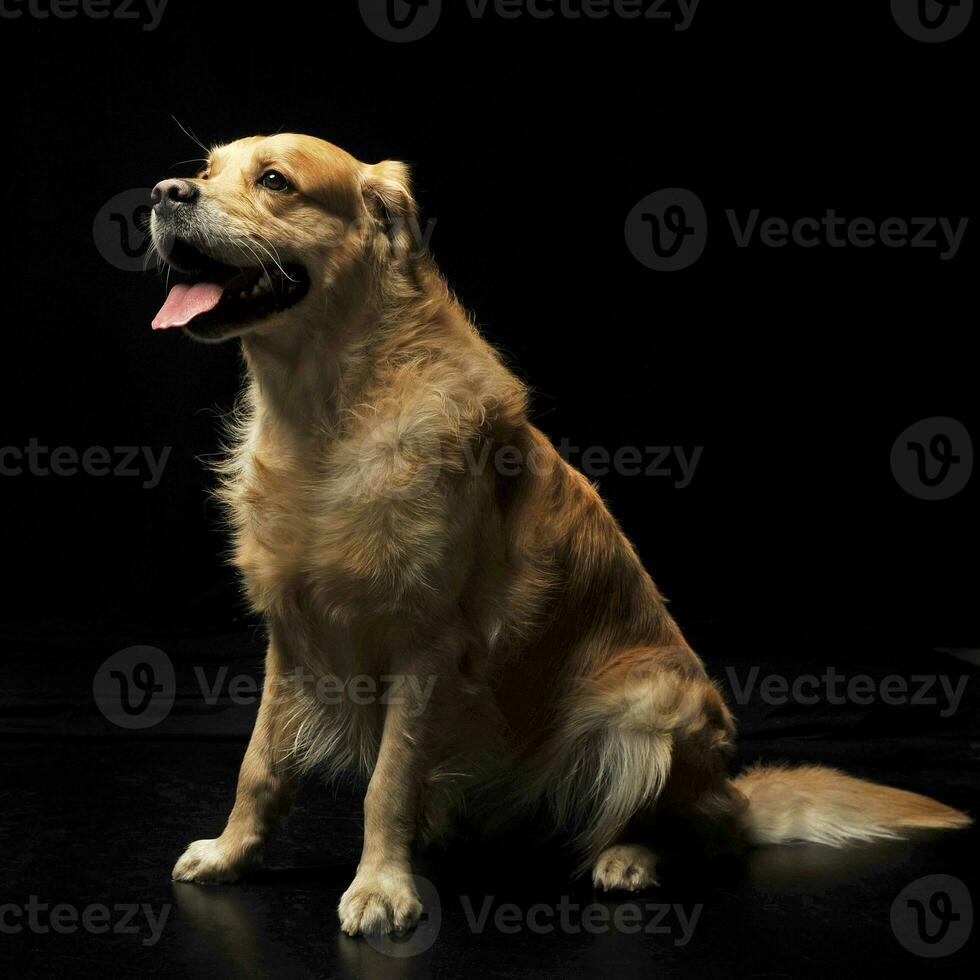 zoet gouden retriever genieten foto het schieten in studio