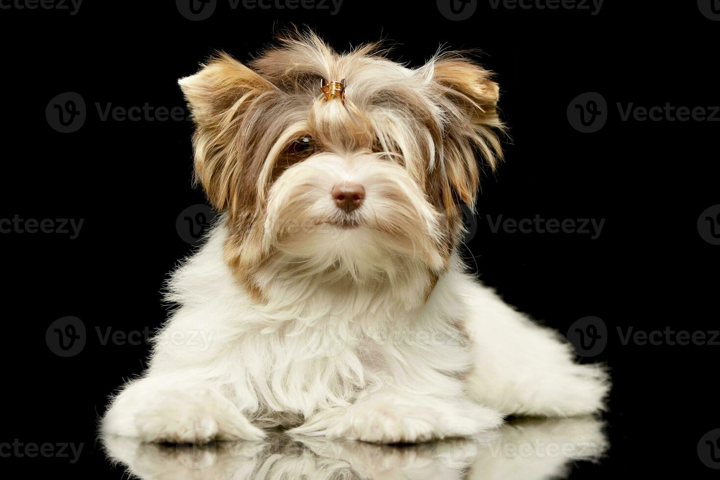 studio schot van een schattig biewer yorkshire terriër puppy foto