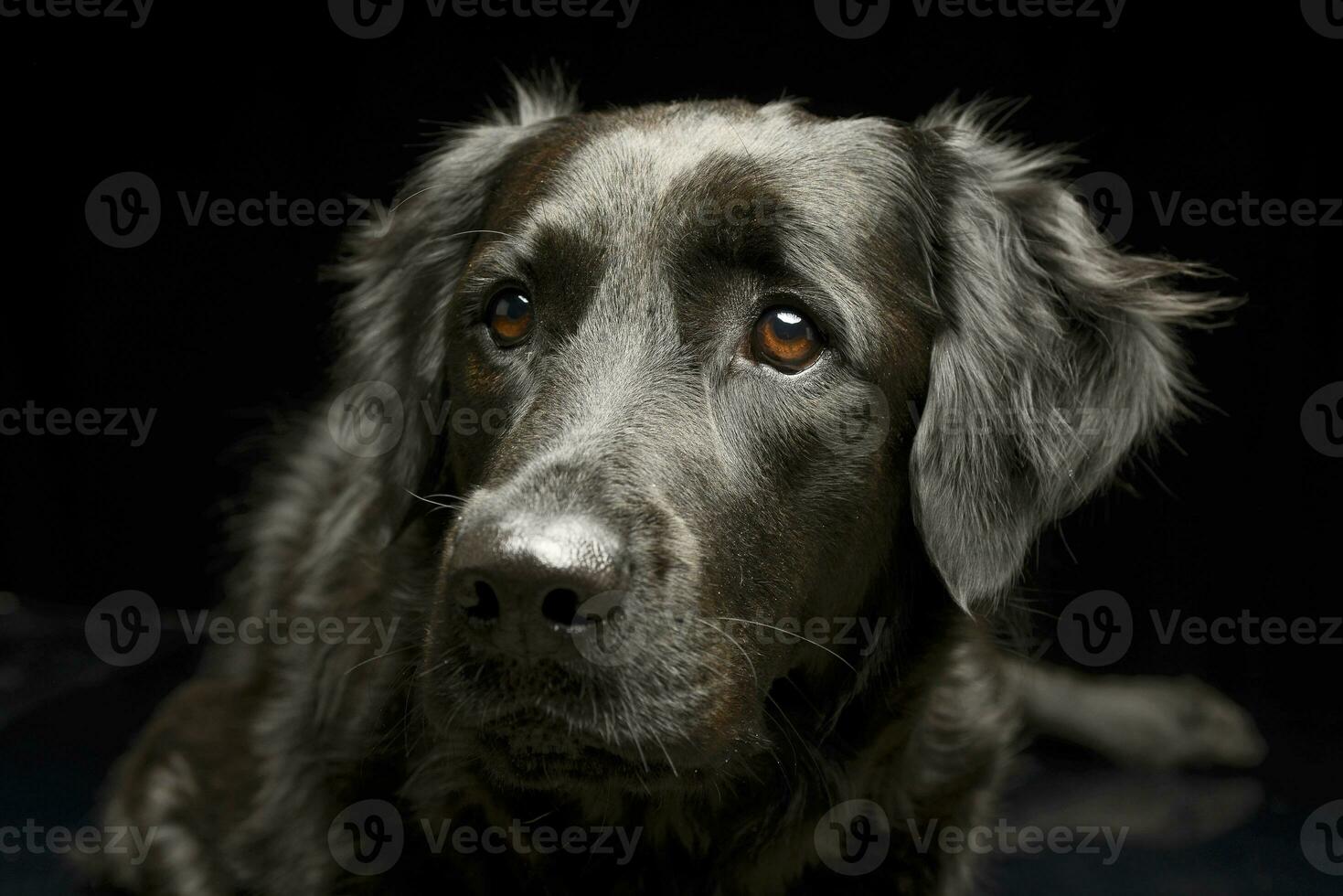 portret van een aanbiddelijk gemengd ras hond foto