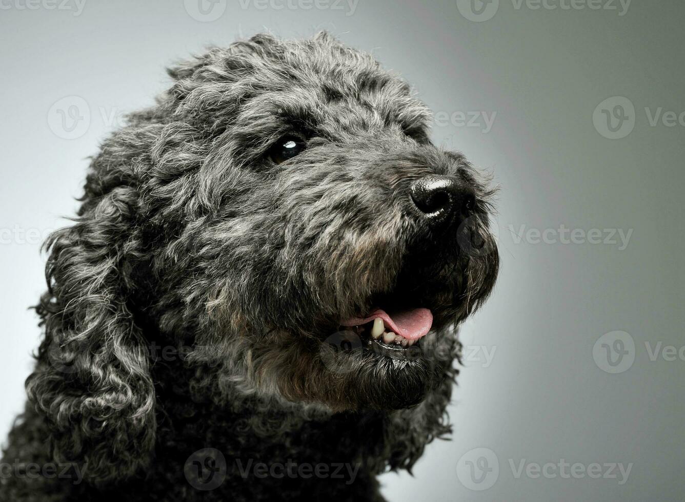 portret van een aanbiddelijk pumi op zoek merkwaardig - geïsoleerd Aan grijs achtergrond foto