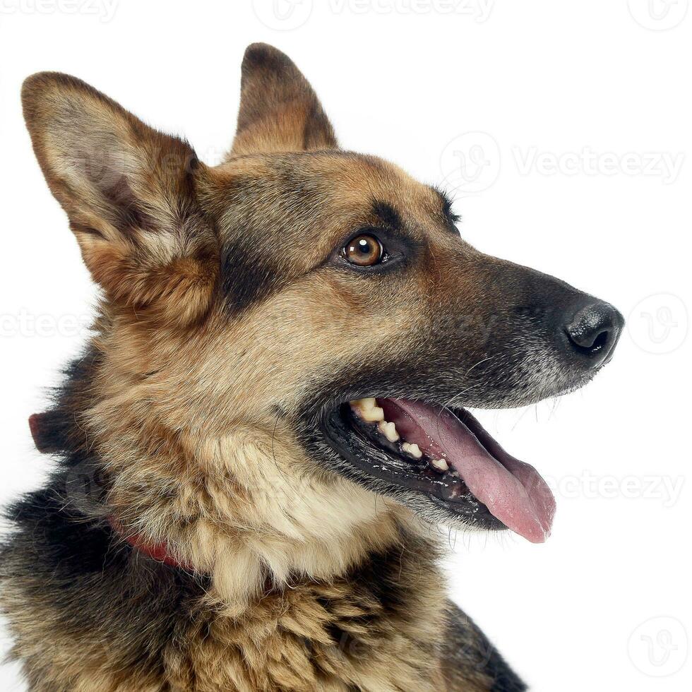 Duitse herder hond poseren in een wit achtergrond studio foto