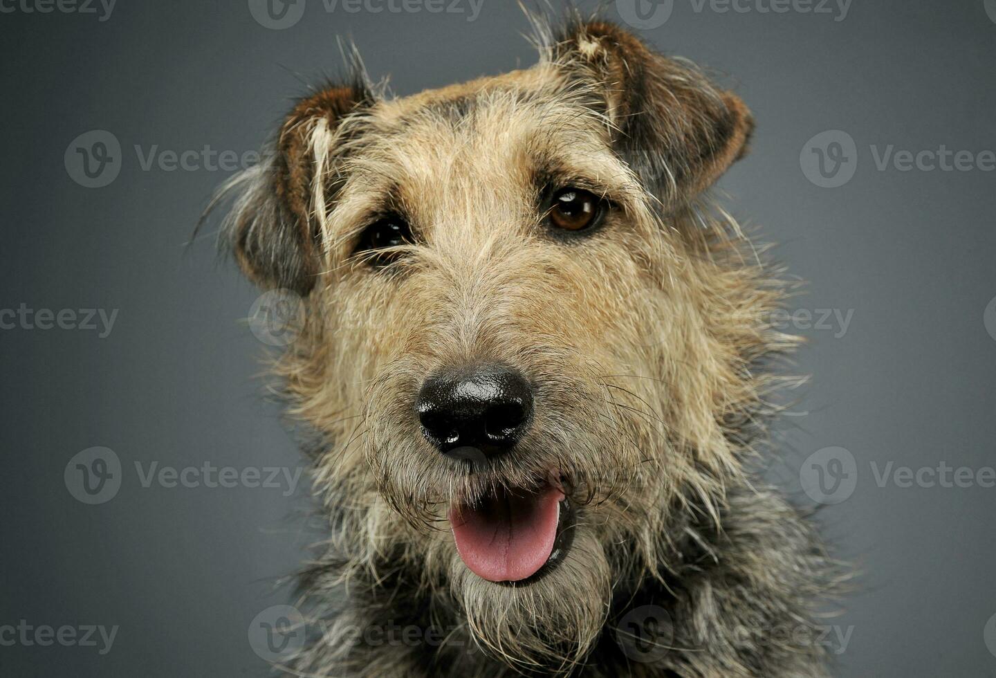 portret van een aanbiddelijk gemengd ras hond op zoek merkwaardig Bij de camera foto