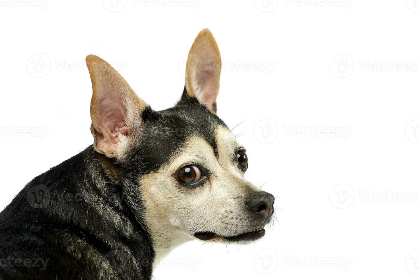 portret van een eng gemengd ras hond foto