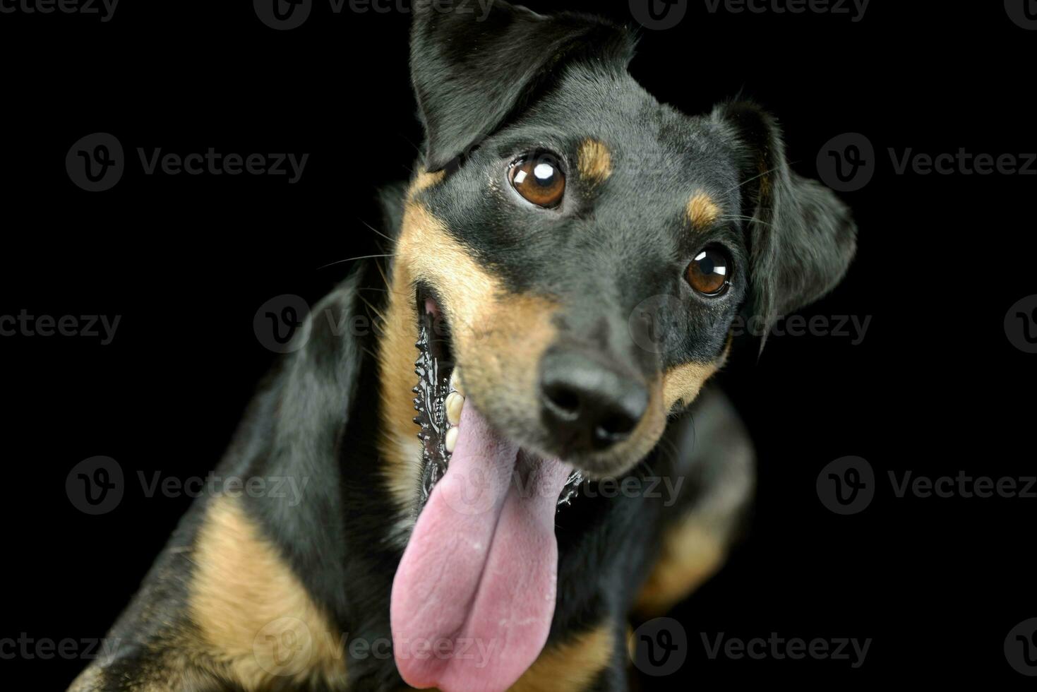 portret van een schattige jack russell terriër foto