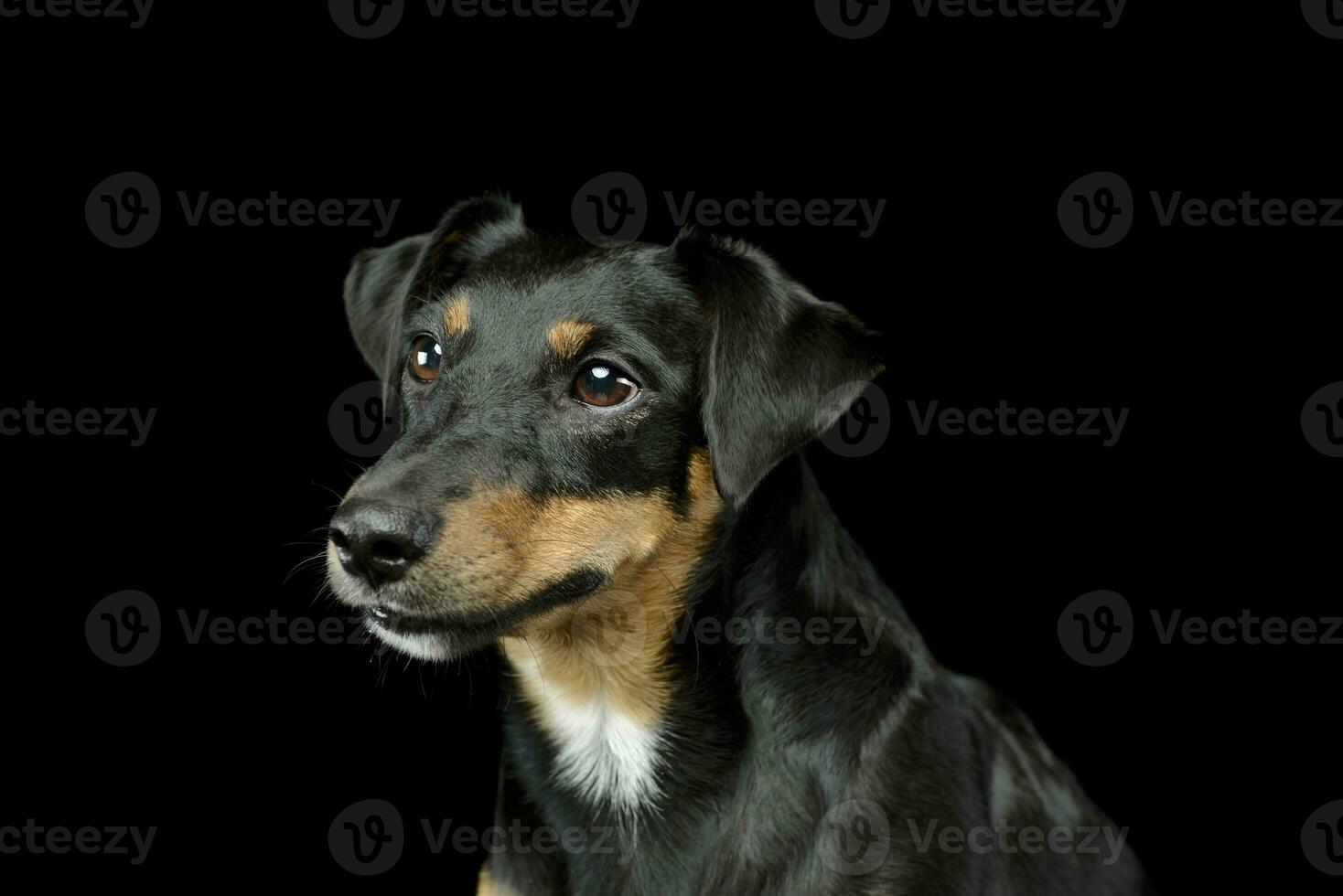 portret van een schattige jack russell terriër foto