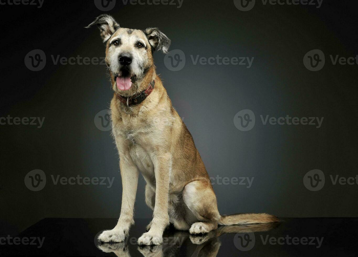 studio schot van een aanbiddelijk gemengd ras hond zittend en op zoek tevreden foto