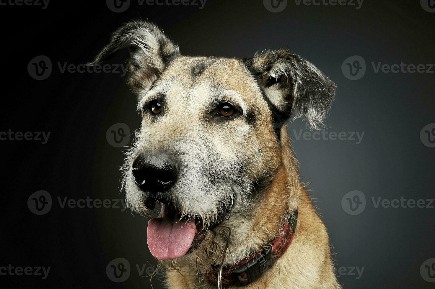 portret van een aanbiddelijk gemengd ras hond op zoek tevreden foto