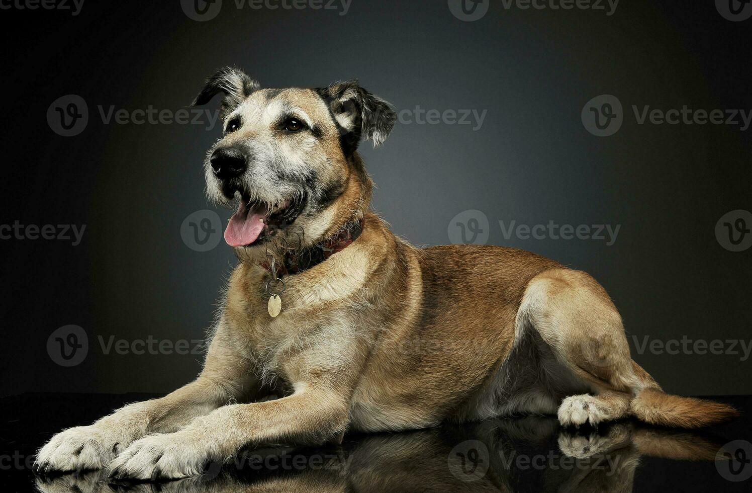 studio schot van een aanbiddelijk gemengd ras hond aan het liegen en op zoek tevreden foto