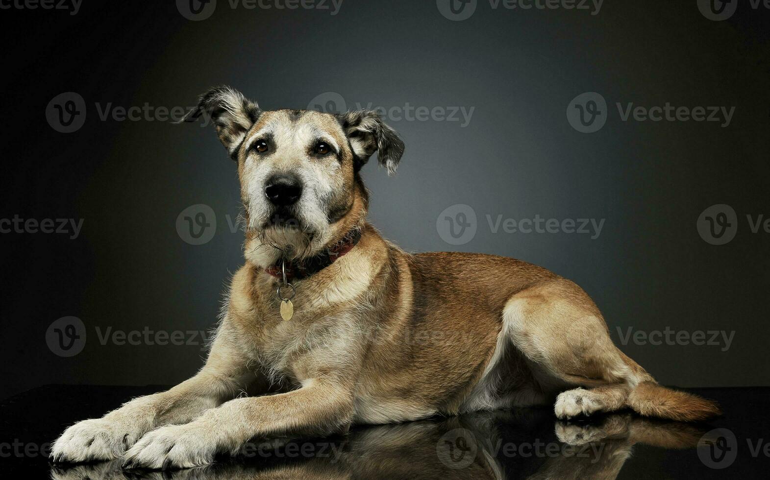 studio schot van een aanbiddelijk gemengd ras hond aan het liegen en op zoek merkwaardig Bij de camera foto