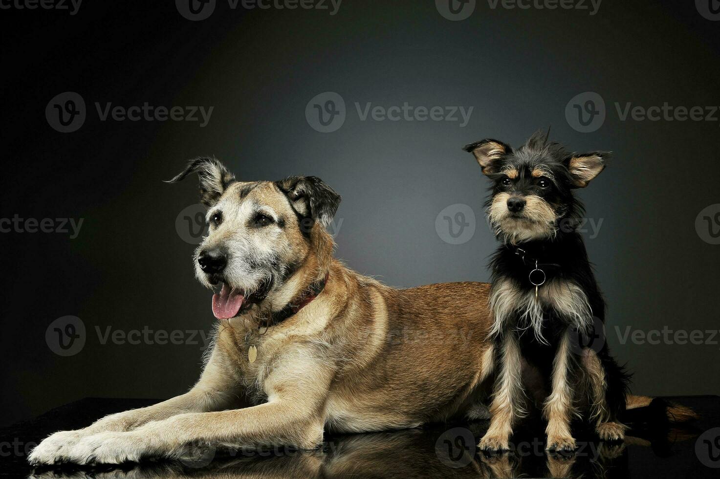 studio schot van twee aanbiddelijk gemengd ras hond op zoek tevreden foto