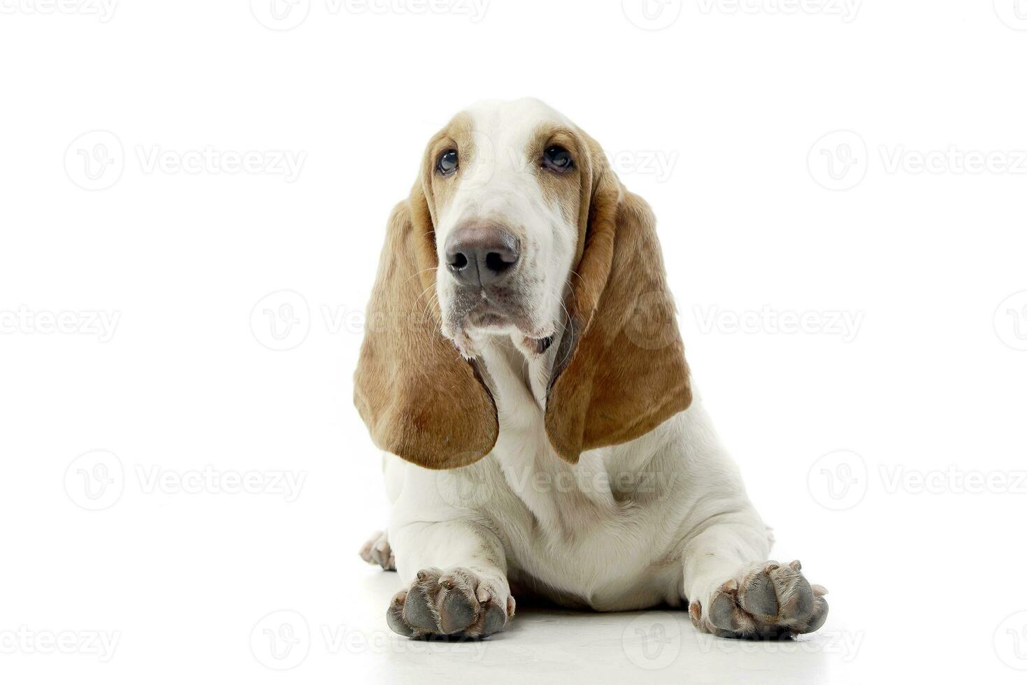 studio schot van een aanbiddelijk basset hond foto